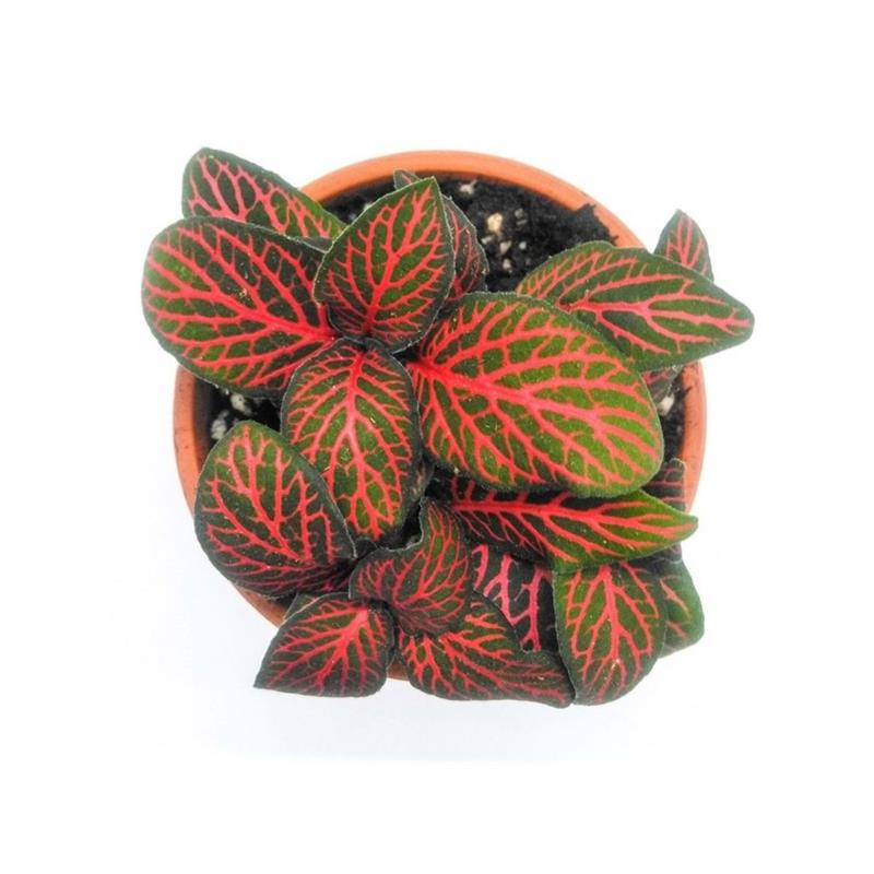 Planta naturala Fittonia Argyronanta Red Stoffels - imagine 3
